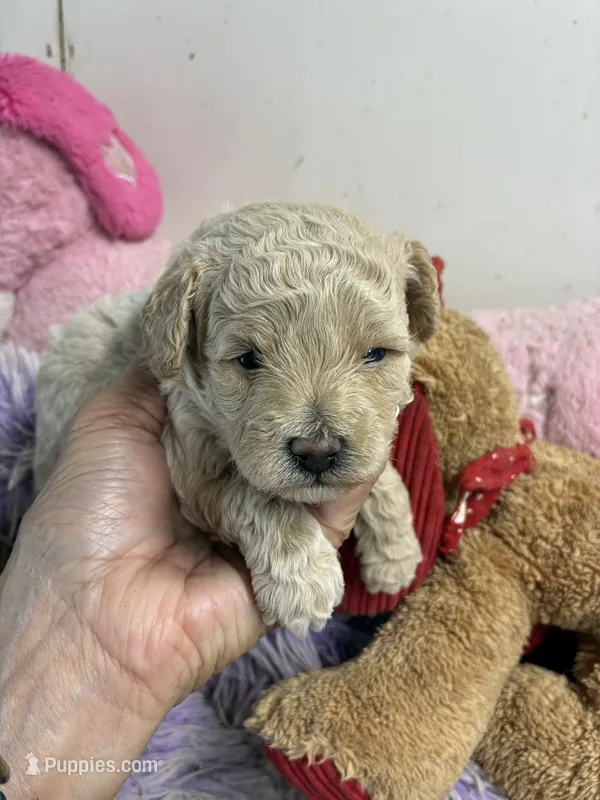 Benjy – Shihpoo puppy for sale in Concordia, KS