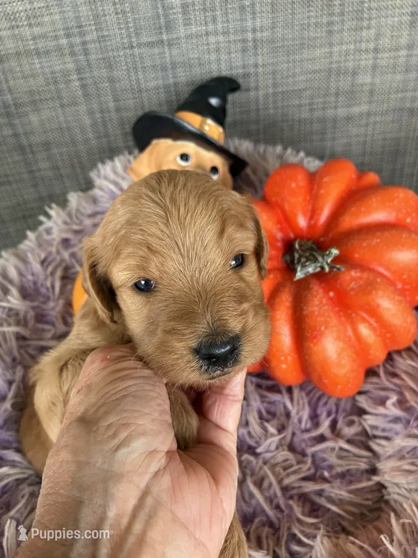 Daisy  – Goldendoodle puppy for sale in Concordia, KS