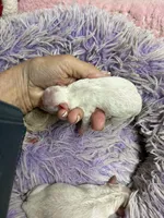 Snowball , a male Peekapoo for sale in Concordia, KS – 3 of 6