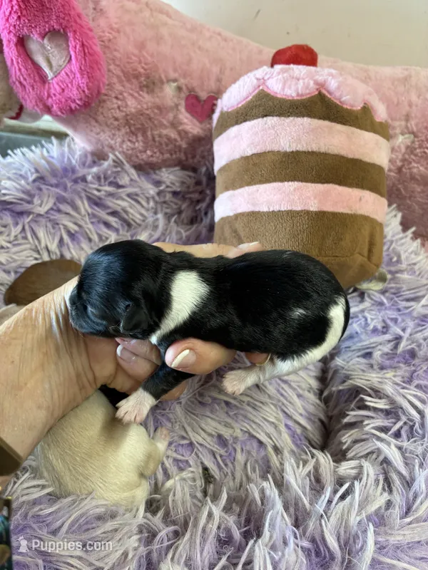 Bella – Shihpoo puppy for sale in Concordia, KS