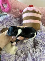 Bella, a female Shihpoo for sale in Concordia, KS – 1 of 10