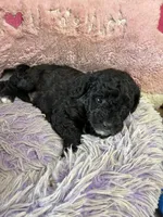Toby, a male Shihpoo for sale in Concordia, KS – 3 of 5
