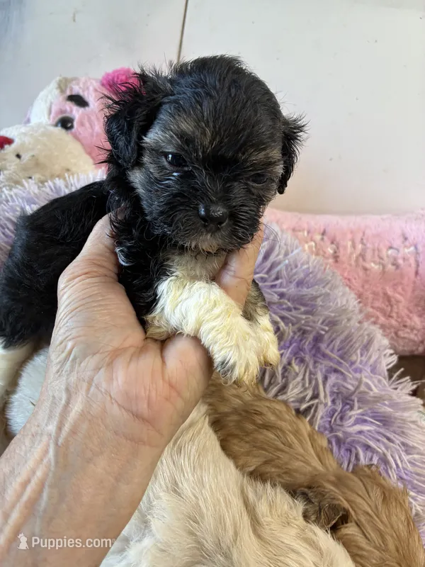 Kitty – Shihpoo puppy for sale in Concordia, KS