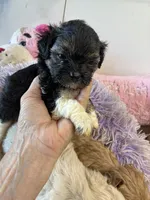 Kitty, a female Shihpoo for sale in Concordia, KS – 1 of 7