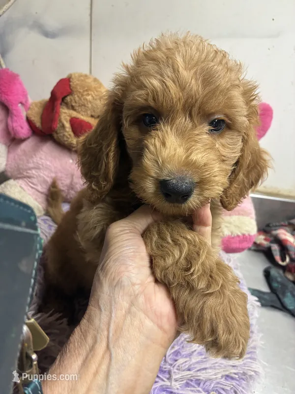 Opie – Goldendoodle puppy for sale in Concordia, KS