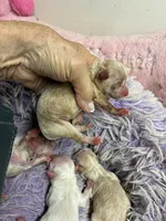 Pepe, a male Peekapoo for sale in Concordia, KS – 2 of 4