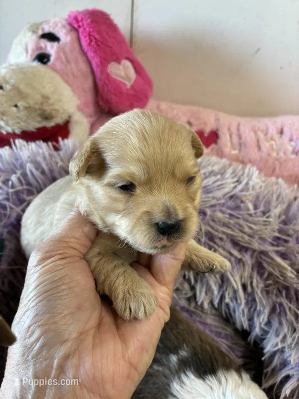 Benjy – Shihpoo, Shorkie puppy for sale in Concordia, KS
