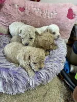 Rusty, a male Peekapoo for sale in Concordia, KS – 5 of 5