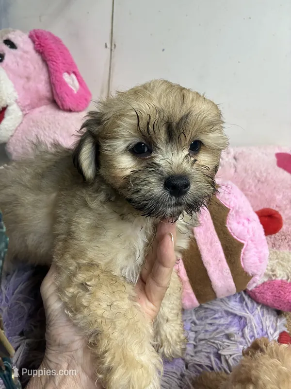Peaches  – Shihpoo puppy for sale in Concordia, KS