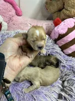 Ariel, a female Shihpoo for sale in Concordia, KS – 2 of 5