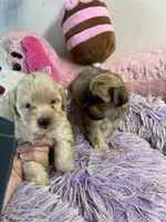Lilly , a female Shihpoo for sale in Concordia, KS – 4 of 8