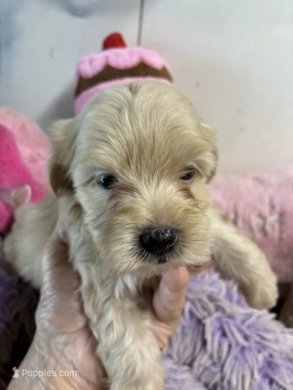 Lilly  – Shihpoo puppy for sale in Concordia, KS