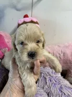 Lilly , a female Shihpoo for sale in Concordia, KS – 3 of 8