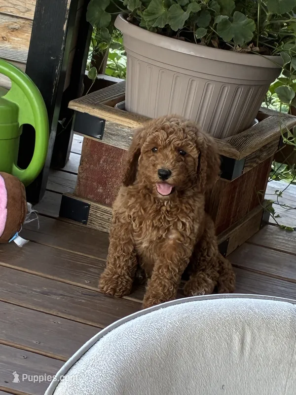 Gorgeous Pebbles  – Goldendoodle puppy for sale in Concordia, KS