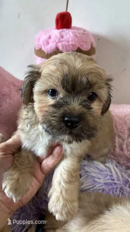 Snickerdoodle  – Shihpoo puppy for sale in Concordia, KS