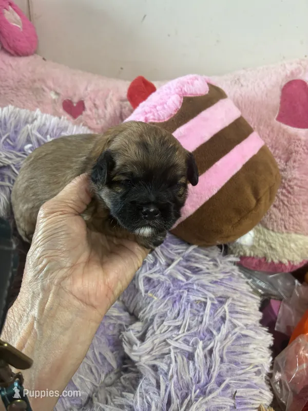 Muffin  – Shihpoo puppy for sale in Concordia, KS