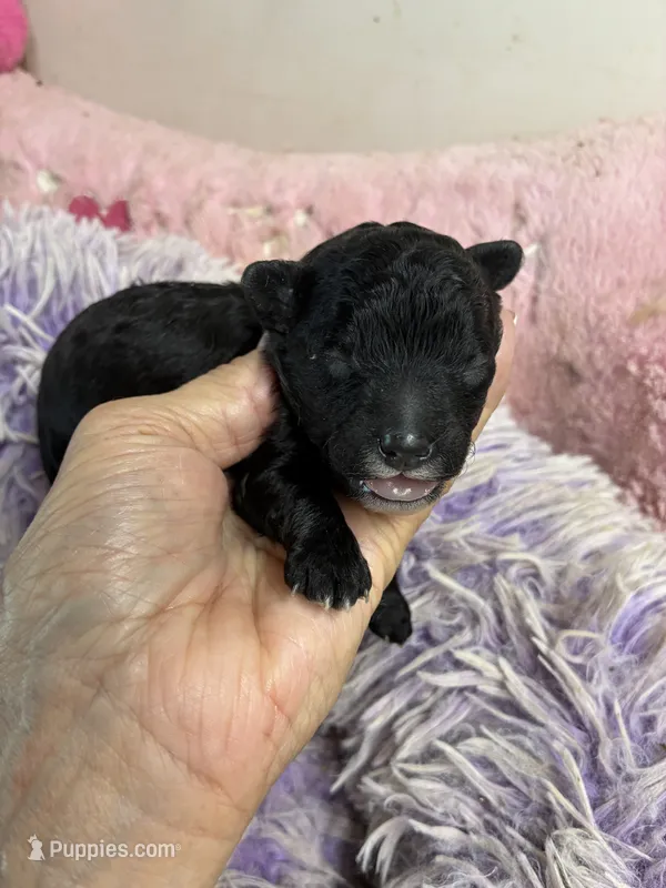 Cody  – Shihpoo puppy for sale in Concordia, KS