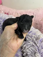 Cody , a male Shihpoo for sale in Concordia, KS – 1 of 5