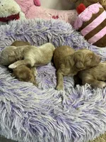Opie, a male Goldendoodle for sale in Concordia, KS – 3 of 3