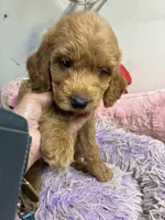 Ozzie , a male Goldendoodle for sale in Concordia, KS – 5 of 5