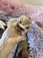 Charlie, a male Shihpoo and Shorkie for sale in Concordia, KS – 4 of 7