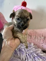 Sweet Pea, a female Shihpoo for sale in Concordia, KS – 7 of 7