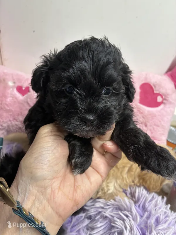 Bella – Shihpoo, Shorkie puppy for sale in Concordia, KS