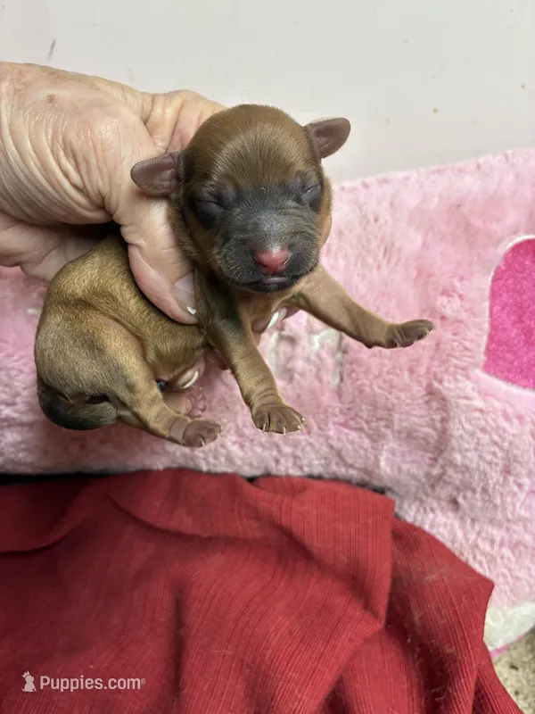 Dusty – Shihpoo, Shorkie puppy for sale in Concordia, KS