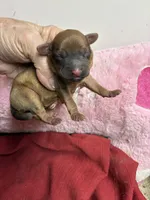 Dusty, a male Shihpoo and Shorkie for sale in Concordia, KS – Photo 2 of 5