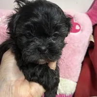 April Toby, a male Shihpoo and Shorkie for sale in Concordia, KS – Photo 6 of 6