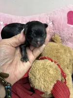 Archie, a male Shihpoo and Shorkie for sale in Concordia, KS – Photo 1 of 6