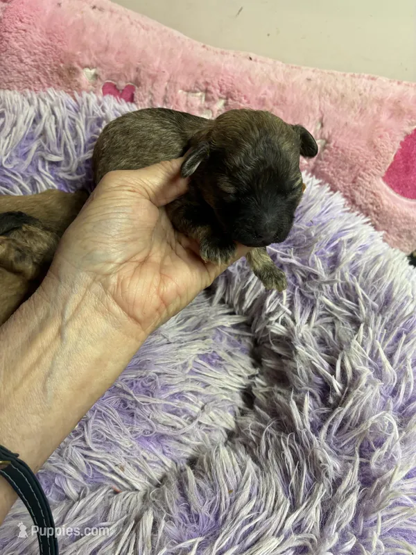 Dusty – Shihpoo, Shorkie puppy for sale in Concordia, KS
