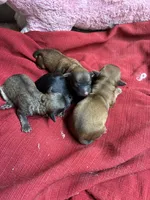 Dusty, a male Shihpoo and Shorkie for sale in Concordia, KS – Photo 5 of 5