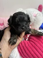 Easter Pepper, a male Shihpoo and Shorkie for sale in Concordia, KS – Photo 6 of 8