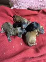 Dusty, a male Shihpoo and Shorkie for sale in Concordia, KS – Photo 4 of 5
