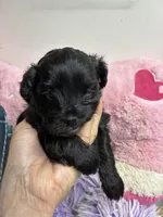 Bella, a female Shihpoo and Shorkie for sale in Concordia, KS – Photo 5 of 6