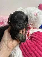 Easter Pepper, a male Shihpoo and Shorkie for sale in Concordia, KS – Photo 5 of 8