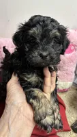 Easter Pepper, a male Shihpoo and Shorkie for sale in Concordia, KS – Photo 8 of 8