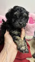 Easter Pepper, a male Shihpoo and Shorkie for sale in Concordia, KS – Photo 3 of 8