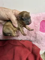 Dusty, a male Shihpoo and Shorkie for sale in Concordia, KS – Photo 3 of 5
