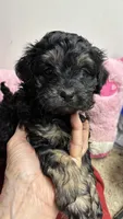 Easter Pepper, a male Shihpoo and Shorkie for sale in Concordia, KS – Photo 7 of 8