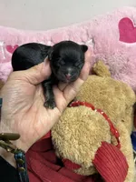 Archie, a male Shihpoo and Shorkie for sale in Concordia, KS – Photo 2 of 6