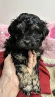 Easter Pepper, a male Shihpoo and Shorkie for sale in Concordia, KS – Photo 1 of 8
