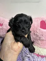 Bella, a female Shihpoo and Shorkie for sale in Concordia, KS – Photo 4 of 6