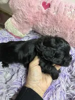 Bella, a female Shihpoo and Shorkie for sale in Concordia, KS – Photo 6 of 6