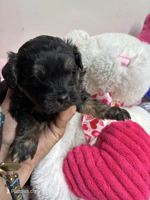 April Toby – Shihpoo, Shorkie puppy for sale in Concordia, KS