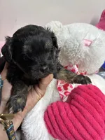 Easter Pepper, a male Shihpoo and Shorkie for sale in Concordia, KS – Photo 4 of 8
