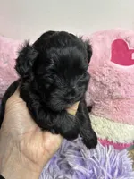 Bella, a female Shihpoo and Shorkie for sale in Concordia, KS – Photo 3 of 6
