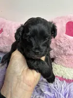 Bella, a female Shihpoo and Shorkie for sale in Concordia, KS – Photo 1 of 6