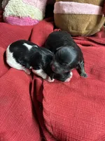 Archie, a male Shihpoo and Shorkie for sale in Concordia, KS – Photo 4 of 6